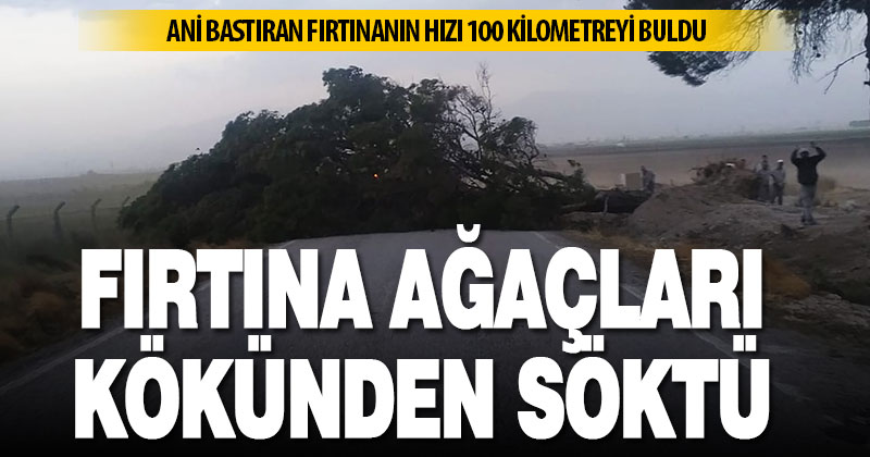 Fırtına ağaçları kökünden söktü