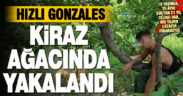 35 ayrı suçtan 21 yıl hapis cezası bulunan zanlı kiraz ağacında yakalandı