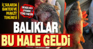 İç sularda balıklar bu hale geldi: Balıkçılara ‘tüketmeyin’ uyarısı yapıldı