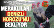 Meraklıları Denizli Horozu’nu heyecanla bekliyordu, ilk yumurtalar kuluçkaya alındı