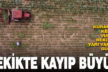 Denizli’de kuraklık kekik verimini olumsuz etkiledi, rekolte yarı yarıya düştü