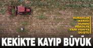Denizli’de kuraklık kekik verimini olumsuz etkiledi, rekolte yarı yarıya düştü