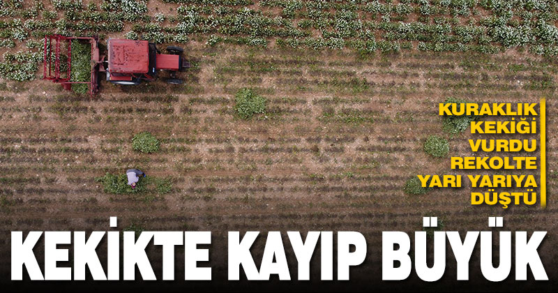 Denizli’de kuraklık kekik verimini olumsuz etkiledi, rekolte yarı yarıya düştü