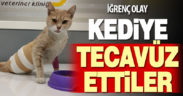 Denizli’de iğrenç olay. Kediye tecavüz ettiler