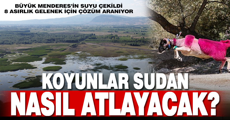 Çal’da sudan koyun geçirme yarışması için çözüm aranıyor