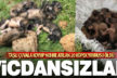 Köpek yavrularını çuvalla dereye attılar