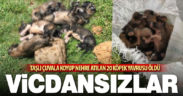 Köpek yavrularını çuvalla dereye attılar