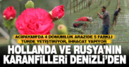 Denizli’den Hollanda ve Rusya’ya karanfil ihracatı