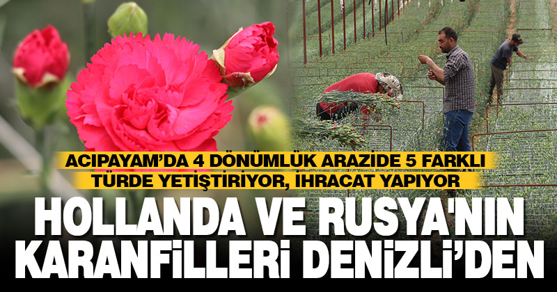 Denizli’den Hollanda ve Rusya’ya karanfil ihracatı
