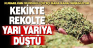 Kekikte rekolte yarıya indi