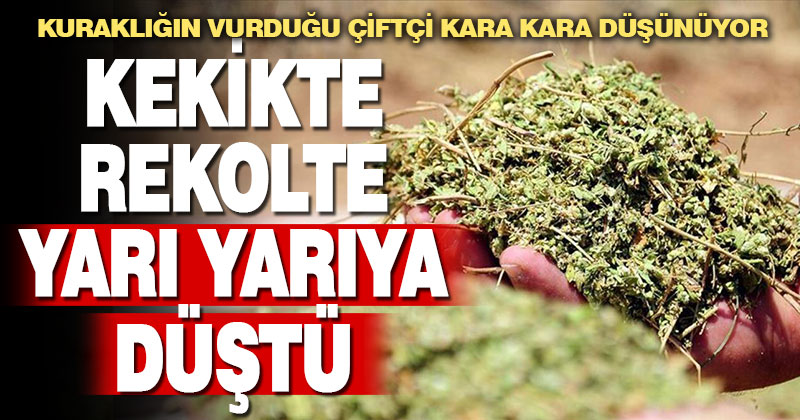 Kekikte rekolte yarıya indi