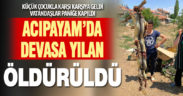 Acıpayam’da eve giren devasa yılan öldürüldü