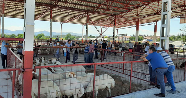 Çal Belediyesi’nden ücretsiz hayvan pazarı