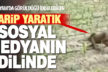 Acıpayam’da bir vatandaş tarafından çekilen görüntüdeki yaratık sosyal medyanın dilinde