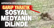 Acıpayam’da bir vatandaş tarafından çekilen görüntüdeki yaratık sosyal medyanın dilinde