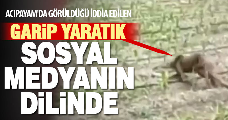 Acıpayam’da bir vatandaş tarafından çekilen görüntüdeki yaratık sosyal medyanın dilinde