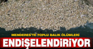 Büyük Menderes Nehri’ndeki toplu balık ölümleri endişelendiriyor
