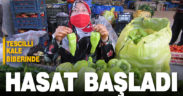 Denizli’nin tescilli Kale Biberi’nde hasat başladı
