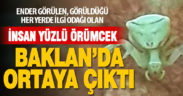 İnsan yüzlü örümcek Baklan’da görüldü