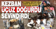 Buldan’da üçüz doğuran Kezban inek sahibini sevindirdi