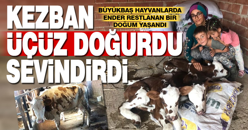 Buldan’da üçüz doğuran Kezban inek sahibini sevindirdi