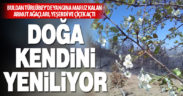 Buldan Türlübey’de yangından etkilenen armut ağaçları çiçek açtı