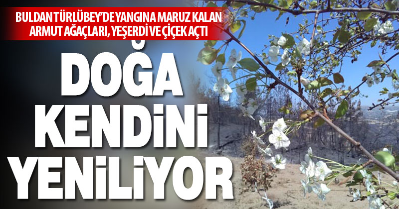 Buldan Türlübey’de yangından etkilenen armut ağaçları çiçek açtı