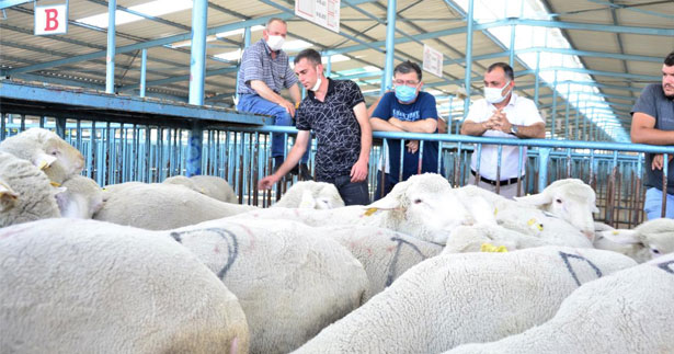 Yetiştiricilere küçükbaş hayvan desteği