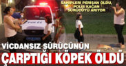 Vicdansız sürücünün çarptığı köpek öldü
