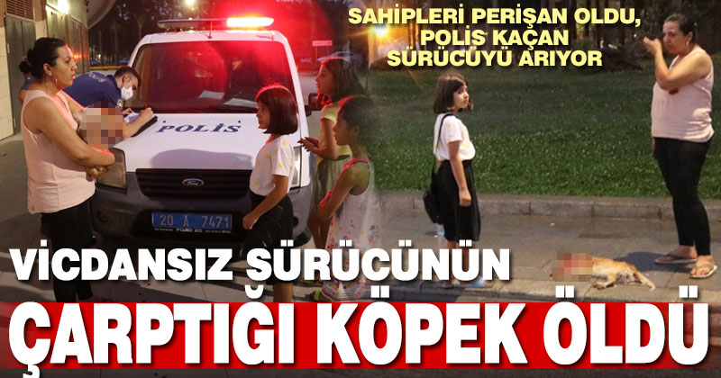 Vicdansız sürücünün çarptığı köpek öldü