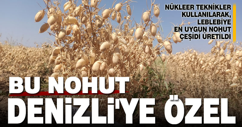 Nükleer teknikler kullanılarak leblebilik 3 nohut çeşidi geliştirildi