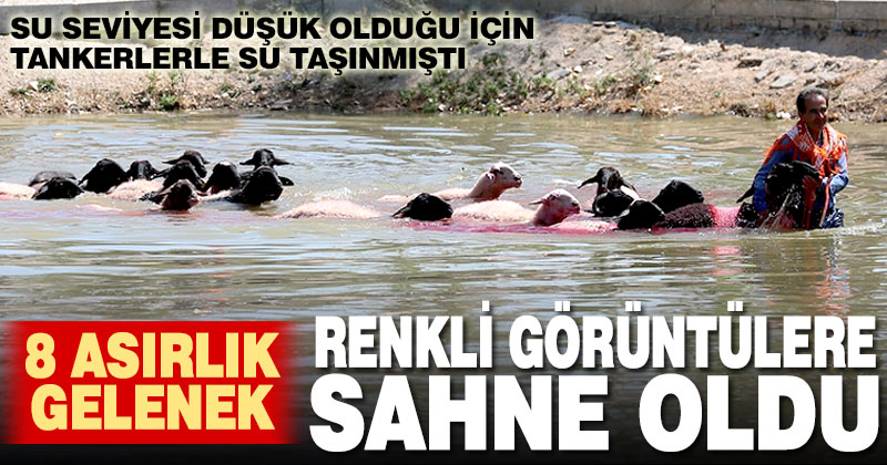 Çal’da 848 yıllık “Sudan Koyun Geçirme” yarışması bu yıl da gerçekleştirildi