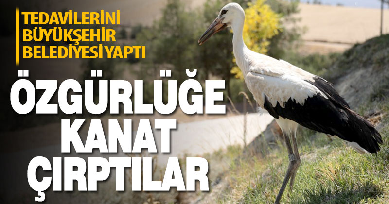 Büyükşehir yaban dostlarına da sahip çıkıyor