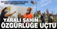 Yaralı şahine Büyükşehir şefkati