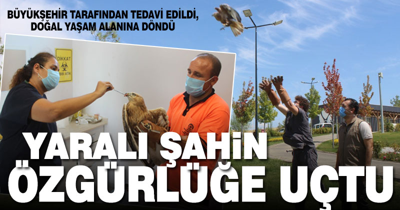 Yaralı şahine Büyükşehir şefkati