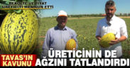 Tavas’ta kavun üreticisi fiyattan ve rekolteden memnun
