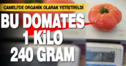 Çameli’de yetişen domates 1 kilo 240 gram geldi