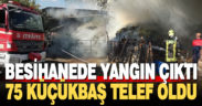 Besihanede yangın çıktı, 75 küçükbaş telef oldu