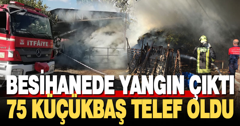 Besihanede yangın çıktı, 75 küçükbaş telef oldu