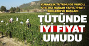 Yağış olmadığı için verimin düştüğü tütünde üretici fiyattan umutlu