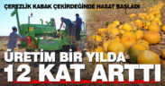 Denizli’de alternatif ürün olarak yetiştirilen çerezlik kabak çekirdeğinde hasat başladı