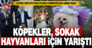 Denizli Pati Festivali’nde köpekler sokak hayvanları için yarıştı