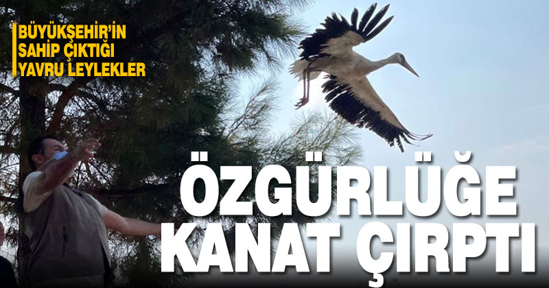 Yavru leyleklere Büyükşehir sahip çıktı