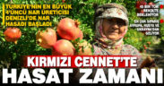 Nar bahçelerinde hasat başladı