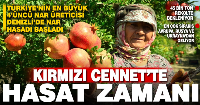 Nar bahçelerinde hasat başladı