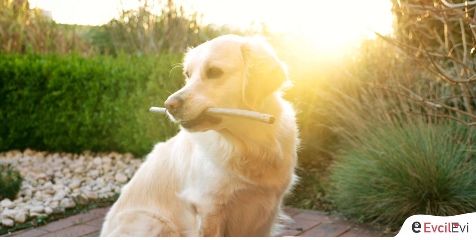 Neden Köpek Sahiplenmelisiniz?