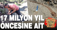 Denizli’de 17 milyon yıl öncesine tarihlenen fil dişi fosili bulundu