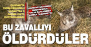 Yaralı bulunan vaşaktan 9 saçma çıktı, yaban hayatı uzmanı uyardı: Zararsızdır öldürmeyin