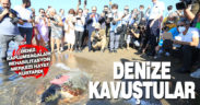 Tedavileri tamamlanan deniz kaplumbağaları deniz ile buluştu