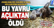 Ayağını araç ezen yavru vaşak, açlıktan öldü